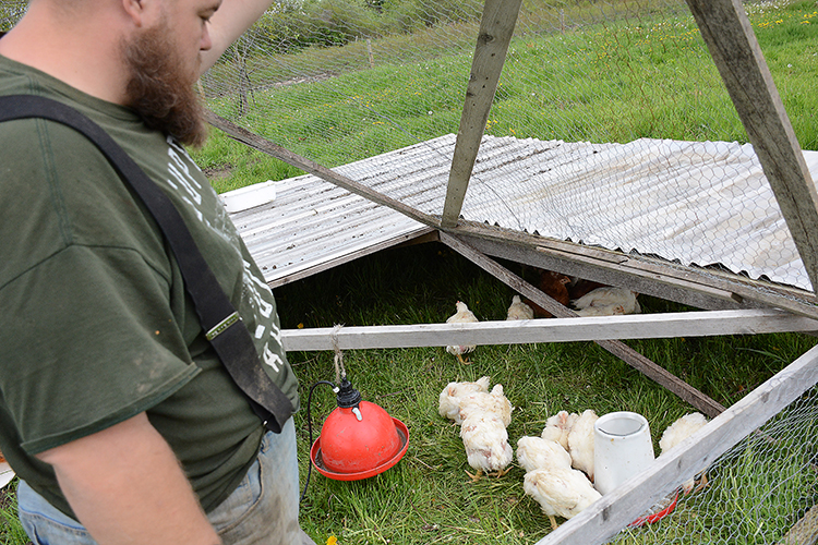 Michael Parkot, owner of Always Something Farm, checks on his meat chickens at his Darien farm.