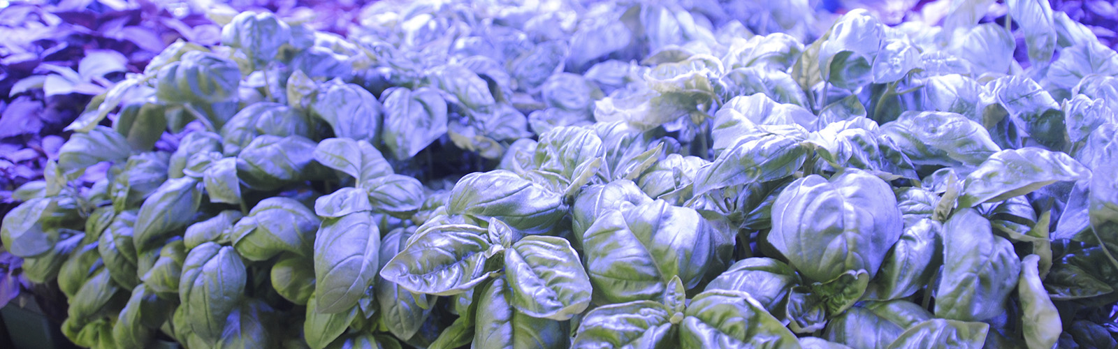 Rooted Locally grows more than 25 varieties of microgreens, including several varieties of basil.