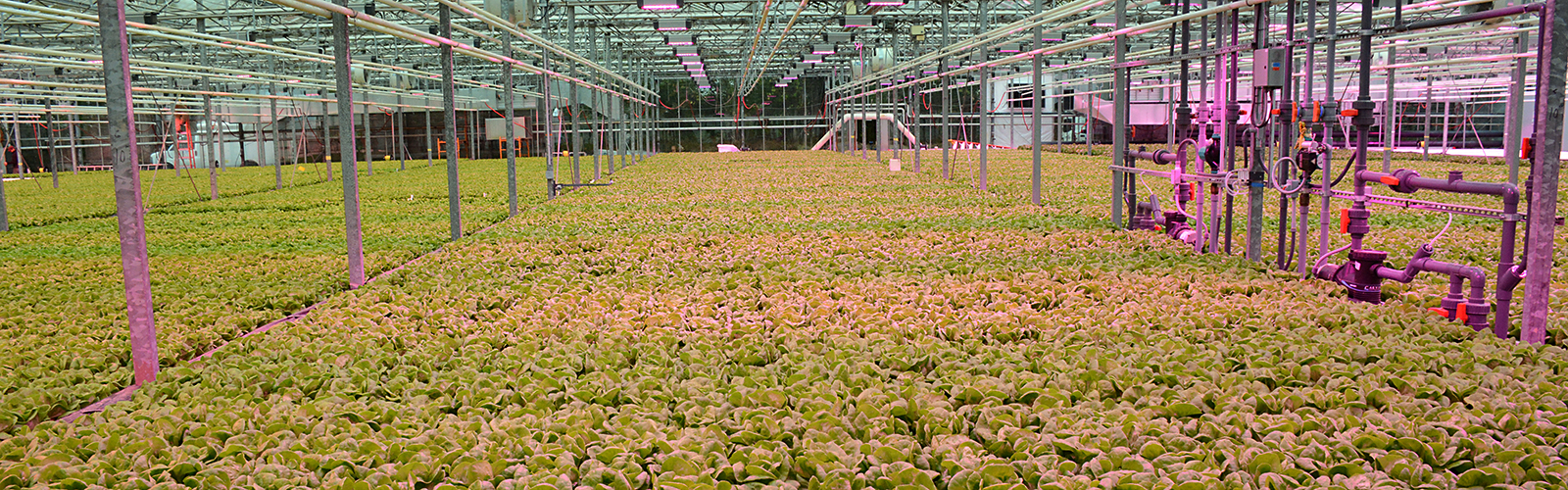 Wheatfield Gardens’ 12.5-acre glasshouse, where the company grows lettuce and medical hemp and researches and validates its patented Controlled Environment Agriculture technologies.
