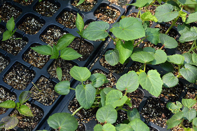 Groundwork Market Garden supplies fresh produce to Buffalo’s East Side residents.