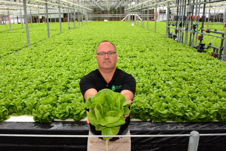 Paal Eflstrum, Wheatfield Gardens COO, stands in front of hundreds of heads of green lettuce in one of his greenhouses located in North Tonawanda. 